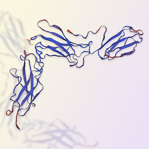 IL-6Rβ/CD130蛋白-ACROBiosystems百普赛斯