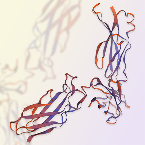 IL-13RA1重组蛋白，ACROBiosystems百普赛斯