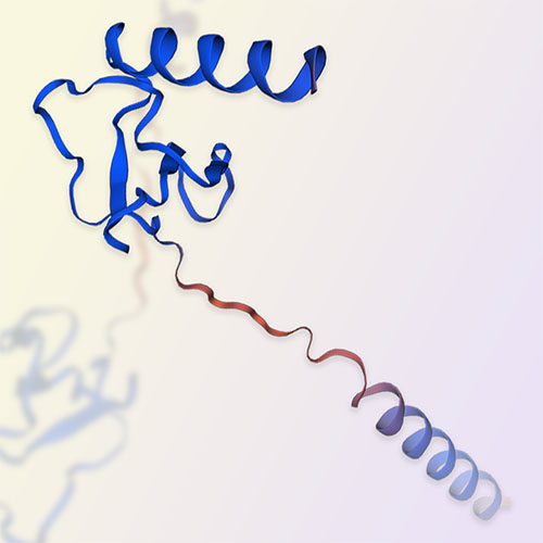 IL-13细胞因子/白细胞介素13 助力您的生物药开发