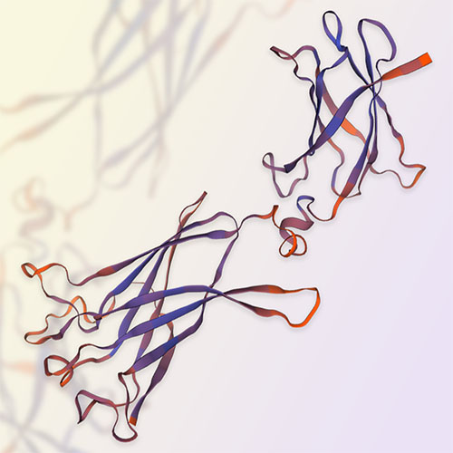 白介素IL-17RB蛋白-ACROBiosystems百普赛斯