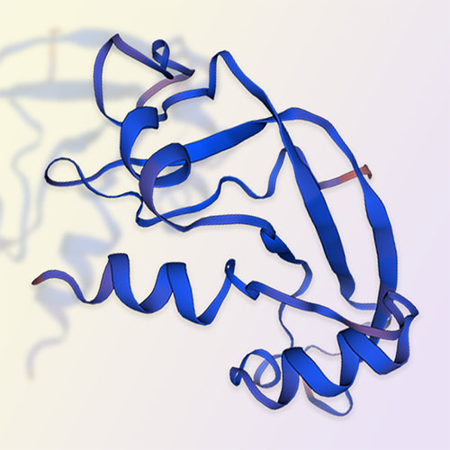 Angiogenin蛋白-ACROBiosystems百普赛斯