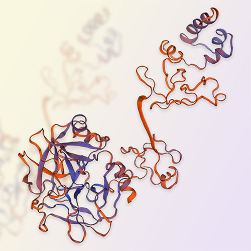 凝血因子X（Coagulation factor X）-ACROBiosystems百普赛斯