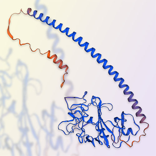 ANGPTL7/CDT6蛋白-ACROBiosystems百普赛斯