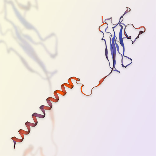 CD79A重组蛋白-ACROBiosystems百普赛斯