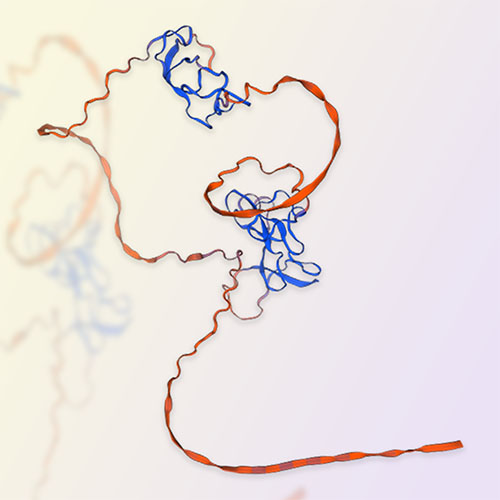 DKK1重组蛋白，ACROBiosystems百普赛斯