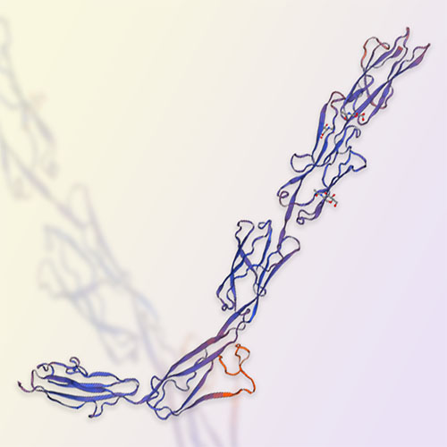 重组人ICAM-1蛋白-ACROBiosystems百普赛斯