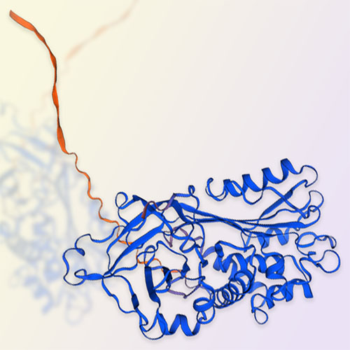 Serpin H1蛋白-ACROBiosystems百普赛斯