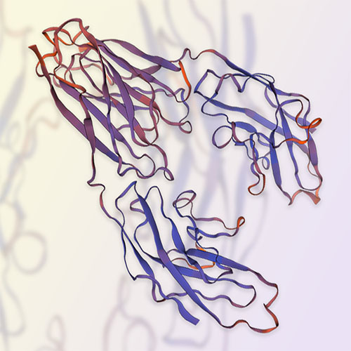 CD328重组蛋白-ACROBiosystems百普赛斯