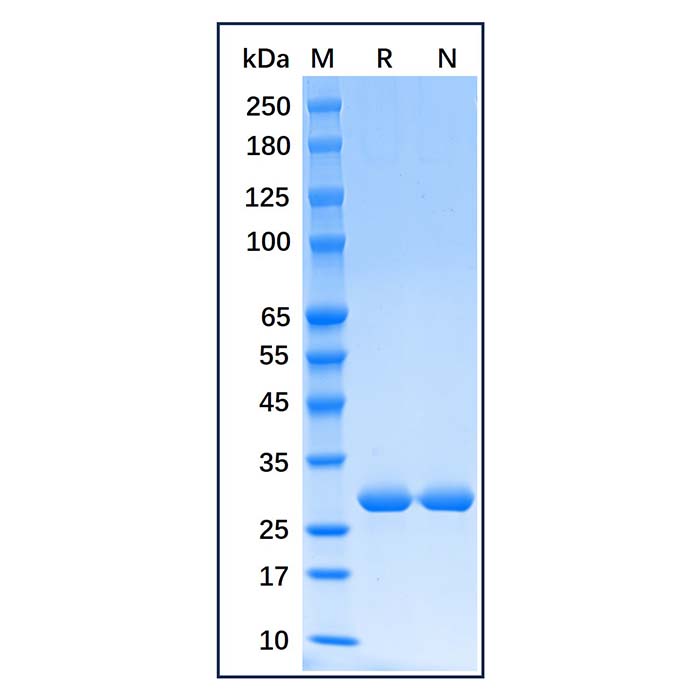 aladdin 阿拉丁 rp176715 Recombinant Human Heme Oxygenase 1 Protein Carreir Free, >98% (SDS-PAGE), E.coli, His tag, 1-261 aa