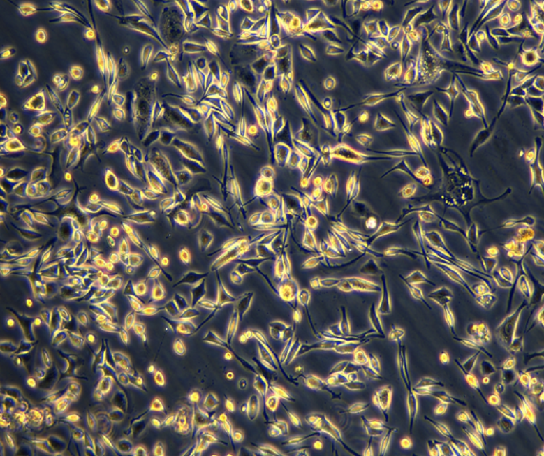 人结直肠癌紫杉醇耐药株HCT15/Taxol，ATCC来源