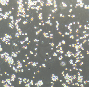 人肝癌细胞（母细胞）HepG2，ATCC来源