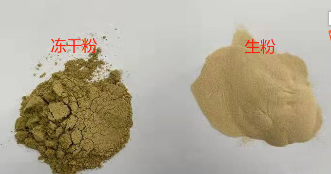 绿唇贻贝粉 绿唇贻贝冻干粉 60%蛋白 食品级