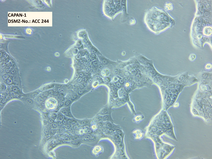 人SV40转染成骨细胞HFOB1.19，ATCC来源