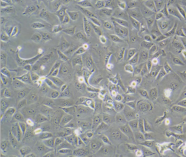 人脑胶质瘤细胞HS683，ATCC来源