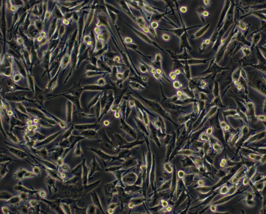 人乳腺上皮细胞MCF10A，ATCC来源