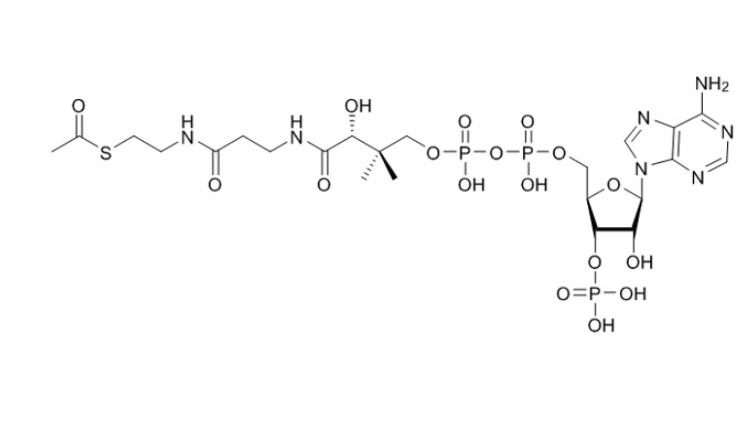 乙酰辅酶A（锂盐）Acetyl-CoA-lithium-salt 32140-51-5