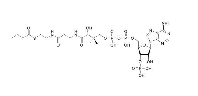 丁酰辅酶A（钠盐）BUTYRYL COENZYME A 2140-48-9