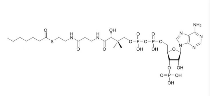 庚酰辅酶A（钠盐）Heptanoyl-CoA-sodium-salt