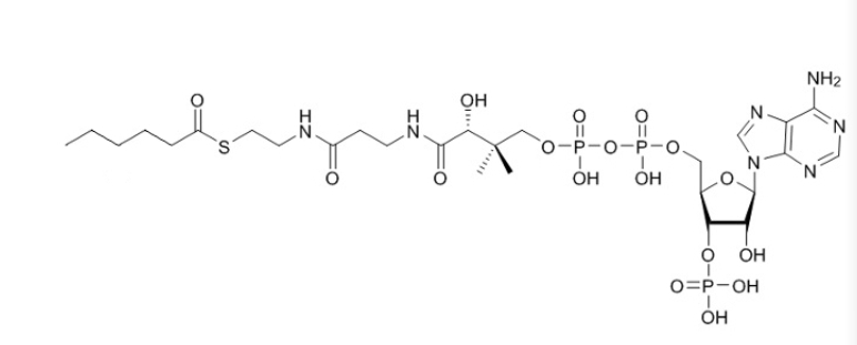 己酰辅酶A（钠盐）Hexanoyl-CoA-sodium-salt