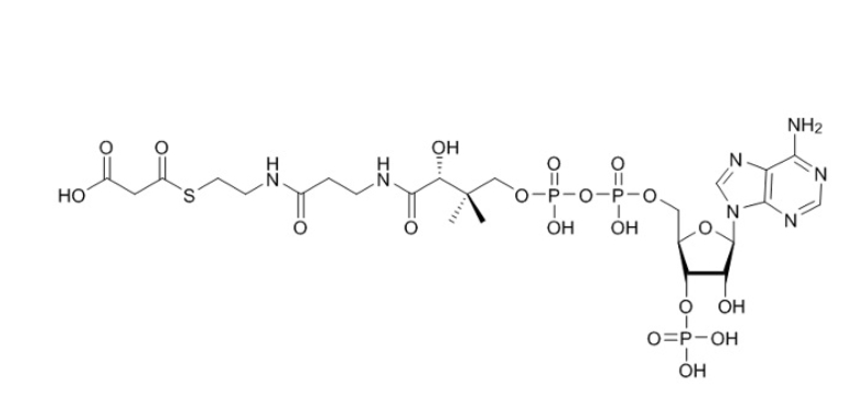 丙二酰辅酶A（锂盐）MALONYL COENZYME A LITHIUM SALT 108347-84-8