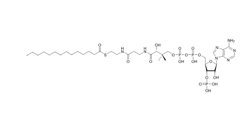 肉豆蔻酰辅酶A（钠盐）Myristoyl-Coenzyme A (sodium salt) 3130-72-1