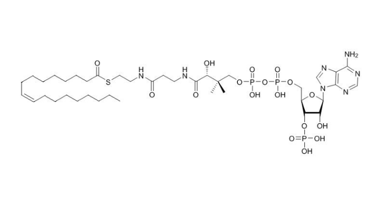 油酰辅酶A（钠盐) Oleoyl coenzyme A 188824-37-5