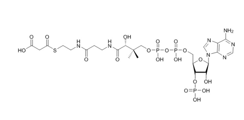 丙二酰辅酶A（钠盐) S-(hydrogen malonyl)coenzyme A524-14-1