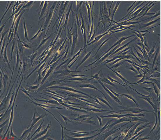 人肺腺癌细胞HCC95，ATCC来源