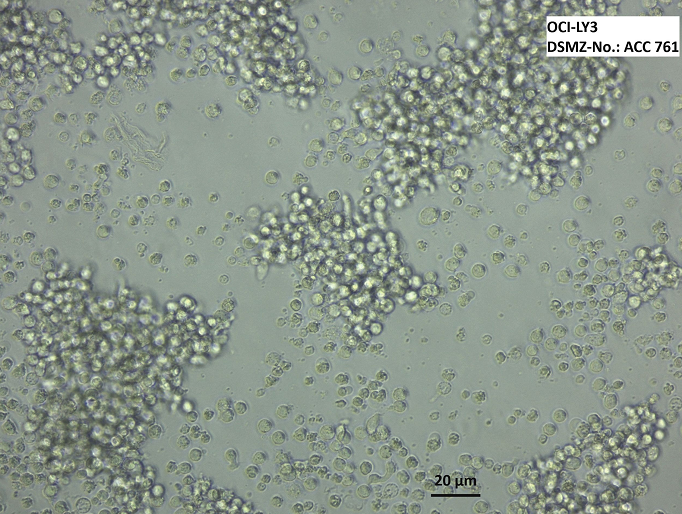 人乳腺癌细胞COLO824，ATCC来源