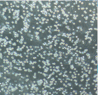 人肺腺癌细胞SNU2535，ATCC来源