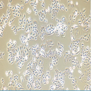 小鼠皮下结缔组织细胞L-cell