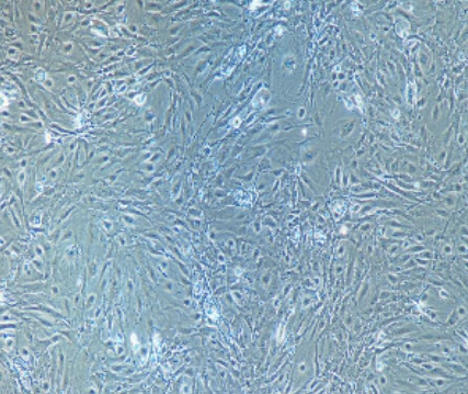 转染了microRNA-mock基因的阴性对照细胞Hela-mock