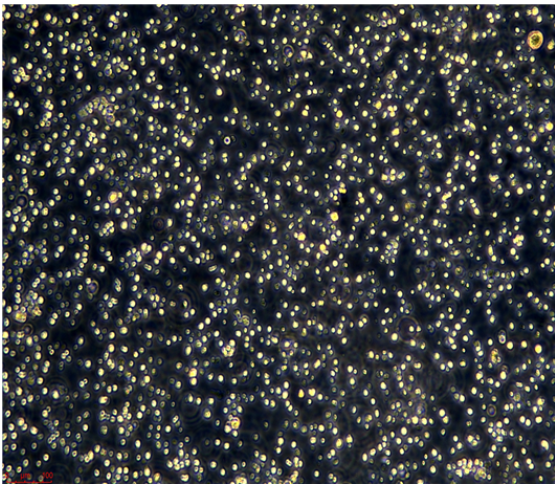 人多发性骨髓瘤细胞MOLP2，ATCC细胞