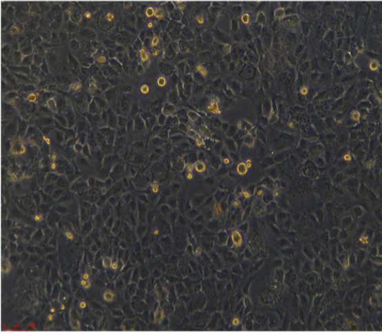 中国仓鼠卵巢细胞CTLA4LG-24，ATCC细胞