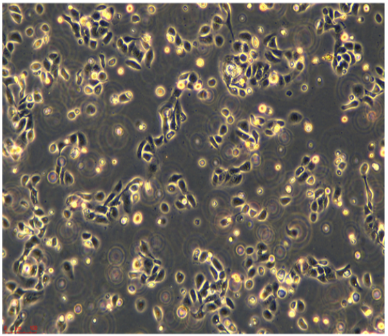 人膀胱移行细胞癌BC-3C，ATCC细胞