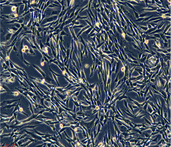 人肺腺癌细胞HCC4006/LUC(带荧光素酶)