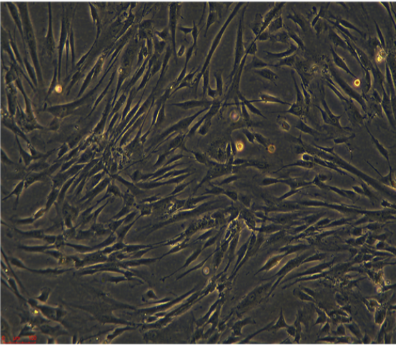 人胚肺成纤维细胞CCC-HPF-1/LUC(带荧光素酶)