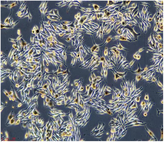 人胚肾细胞HEK-293T悬浮/LUC(带荧光素酶)