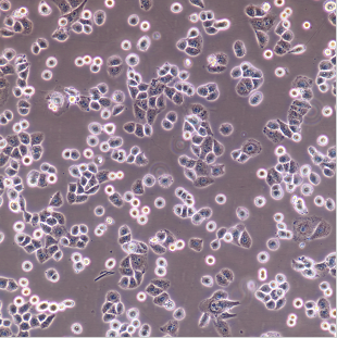 人肺腺癌细胞HCC-1833/LUC(带荧光素酶)