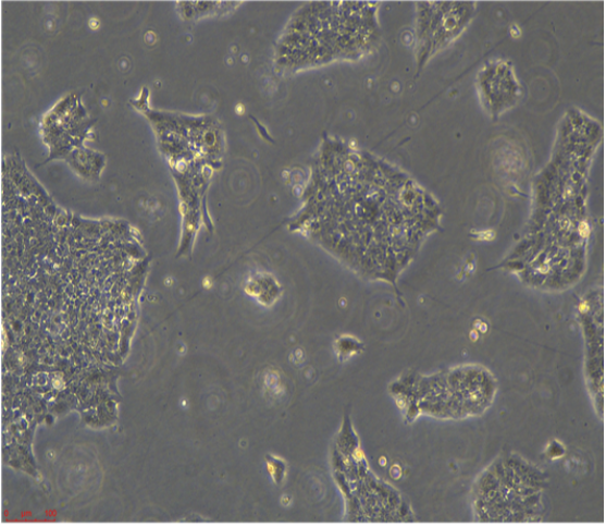 人肺巨细胞癌细胞PLA801D/LUC(带荧光素酶)