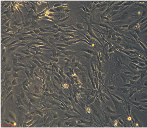 人B淋巴细胞GM50113/LUC(带荧光素酶)