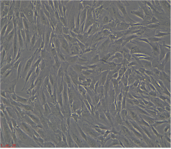 人成纤维细胞GM01359/LUC(带荧光素酶)