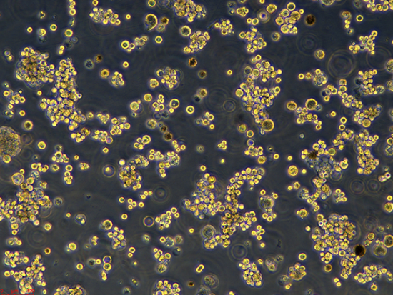 C831L/LUC(带荧光素酶)