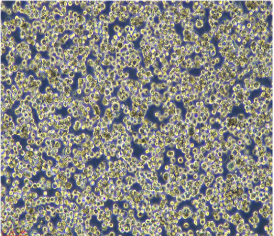 GM12580/LUC(带荧光素酶)