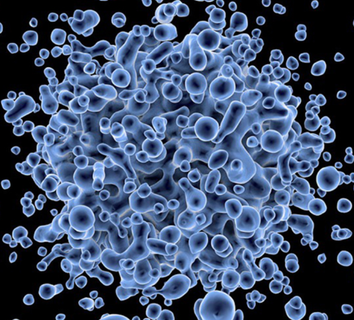 LMSU/LUC(带荧光素酶)