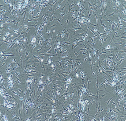 人膀胱上皮细胞带绿色荧光SV-HUC-1/GFP