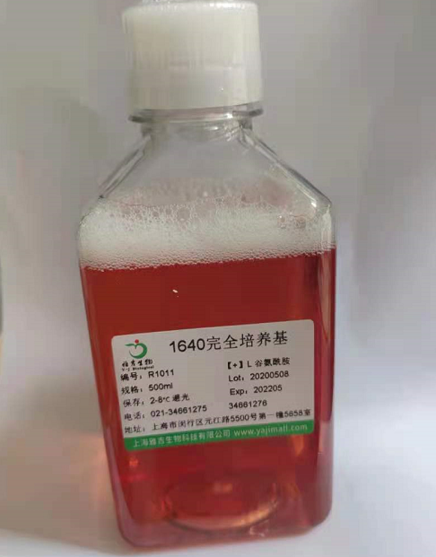 人卵巢癌细胞带绿色荧光HO-8910/GFP