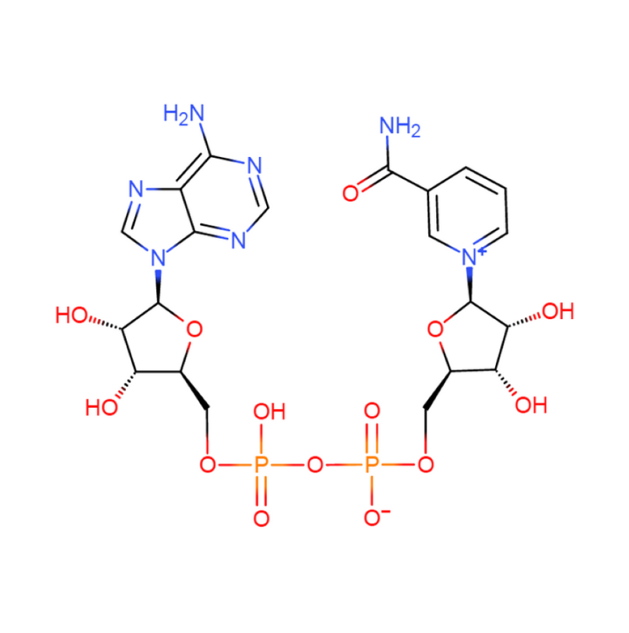 β-烟酰胺腺嘌呤二核苷酸 53-84-9