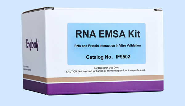 RNA EMSA电泳凝胶迁移阻滞试剂盒