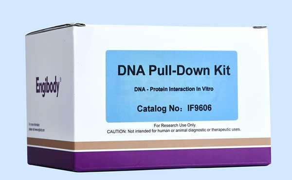 DNA Pull-down试剂盒